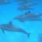 Code of Conduct for Dolphin Encounters