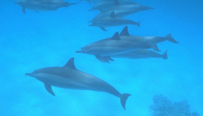 Code of Conduct for Dolphin Encounters